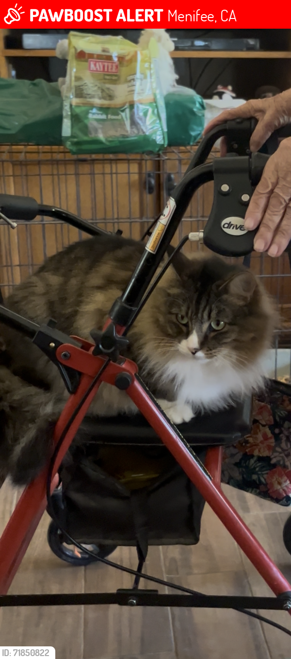 Lost Male Cat last seen Scott and Antelope Rd, Menifee, CA 92584