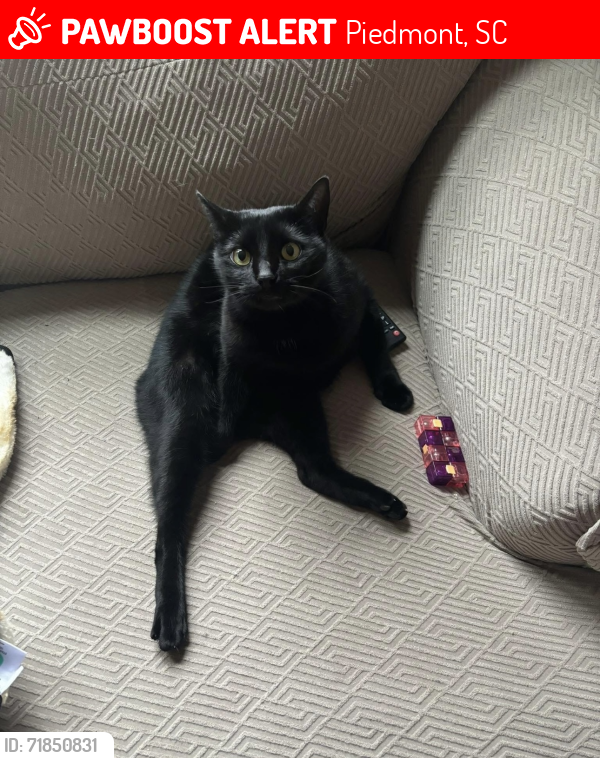 Lost Male Cat last seen Chesterfield ests Neighborhood across from Lakeview Golf Club, Piedmont, SC 29673