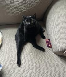 Lost Male Cat last seen Chesterfield ests Neighborhood across from Lakeview Golf Club, Piedmont, SC 29673