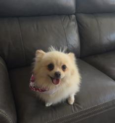 Lost Female Dog last seen bennett st, Compton, CA 90220