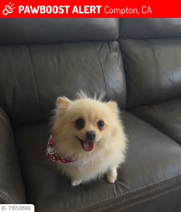 Lost Female Dog last seen bennett st, Compton, CA 90220