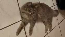 Lost Female Cat last seen charles bender performing arts center , Humble, TX 77338