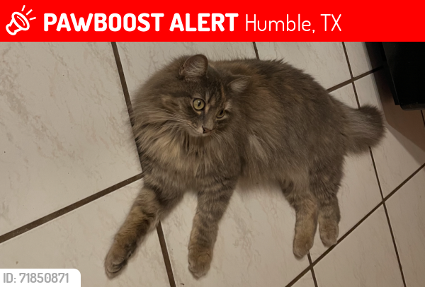 Lost Female Cat last seen charles bender performing arts center , Humble, TX 77338