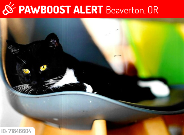 Lost Female Cat last seen Seven West at the Trails apmt complex, Beaverton, Beaverton, OR 97005