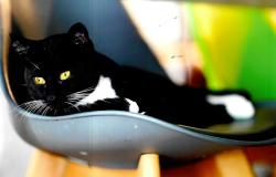 Lost Female Cat last seen Seven West at the Trails apmt complex, Beaverton, Beaverton, OR 97005