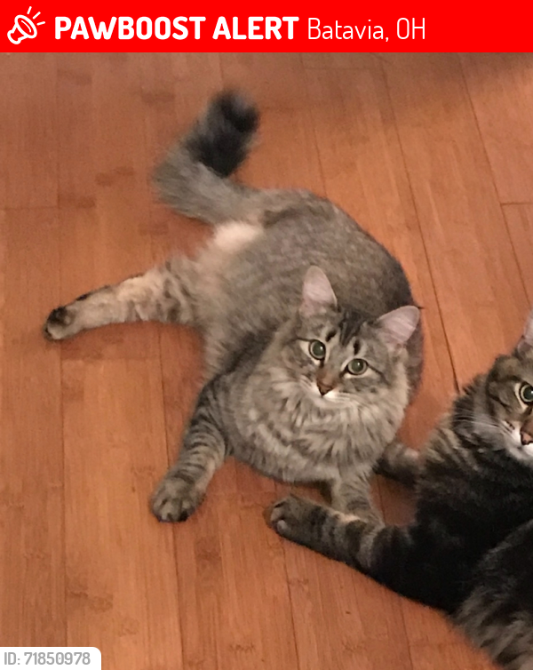 Lost Female Cat last seen Billingsley Neighborhood off Amelia Olive Branch Rd, Batavia, OH 45103