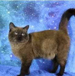Lost Male Cat last seen NE 38th street and 3rd avenue, Oakland Park, FL 33334