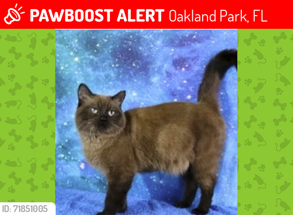 Lost Male Cat last seen NE 38th street and 3rd avenue, Oakland Park, FL 33334