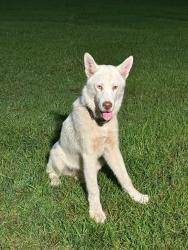 Lost Male Dog last seen Riley rd Cordova S.c, Cordova, SC 29039
