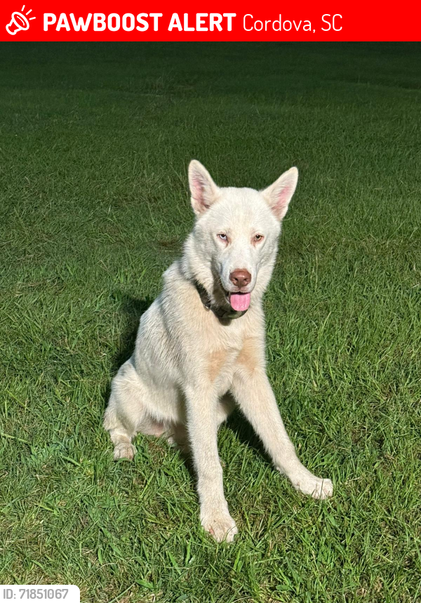 Lost Male Dog last seen Riley rd Cordova S.c, Cordova, SC 29039