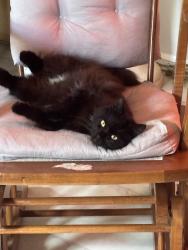Lost Female Cat last seen Jones loop, Punta Gorda, FL 33950