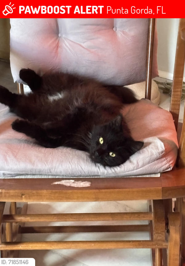 Lost Female Cat last seen Jones loop, Punta Gorda, FL 33950
