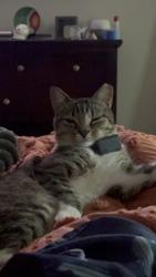Lost Male Cat last seen Scooter Ln and Johnson Mill Rd, Hoke County, NC 28376