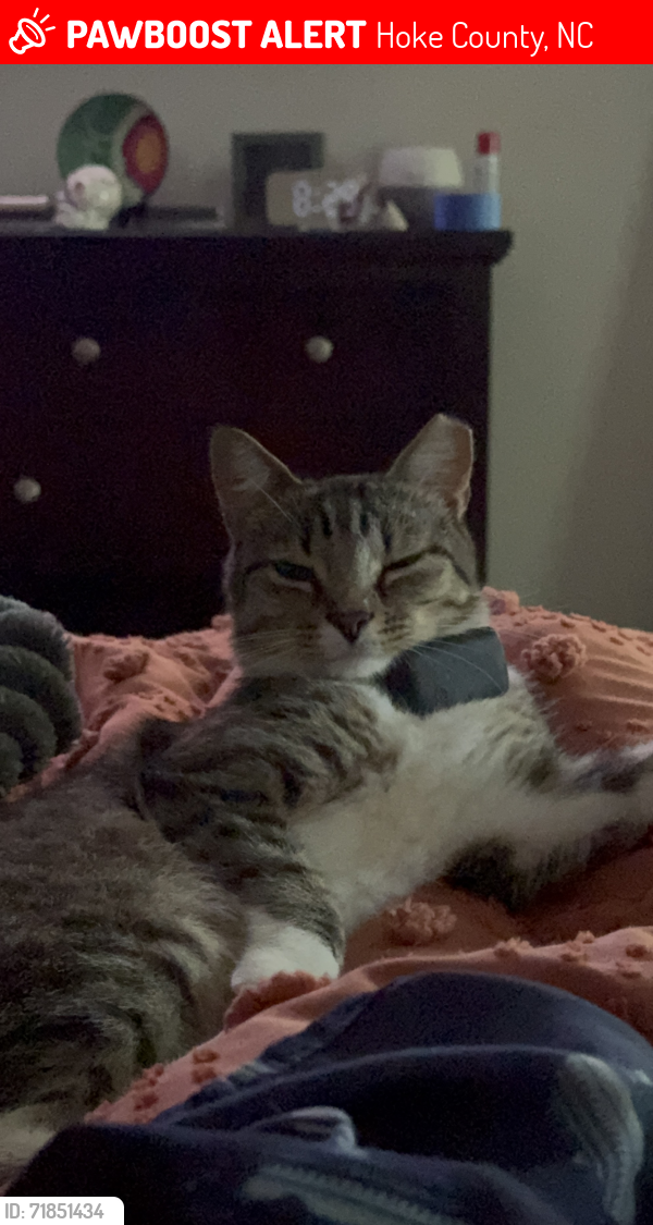 Lost Male Cat last seen Scooter Ln and Johnson Mill Rd, Hoke County, NC 28376