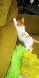 Lost Male Cat last seen Transmitter Road , Panama City, FL 32405