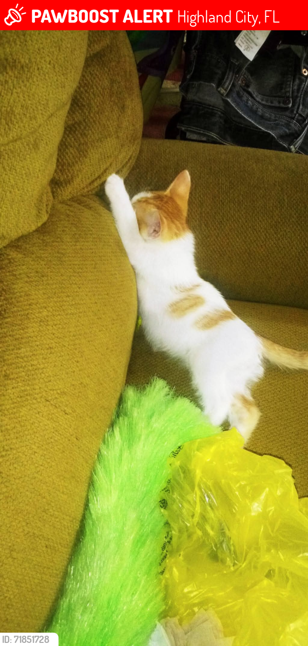 Lost Male Cat last seen Transmitter Road , Panama City, FL 32405