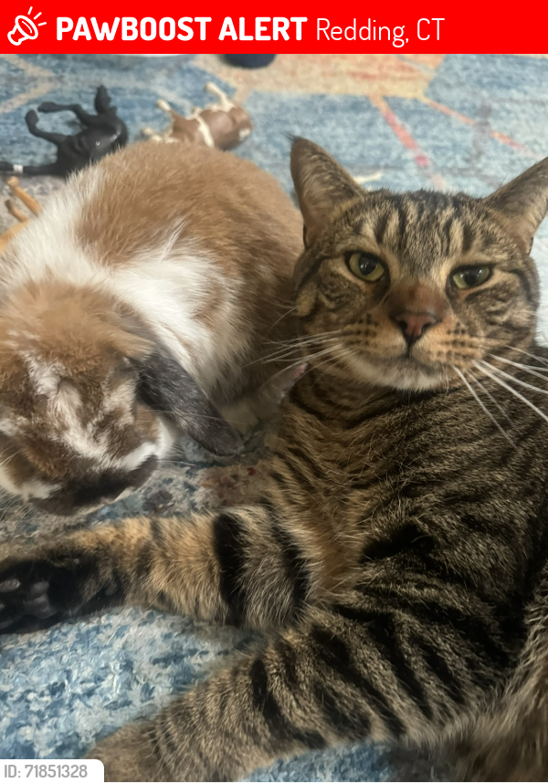 Lost Male Cat last seen Old stagecoach road, Redding ct , Redding, CT 06896