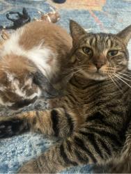 Lost Male Cat last seen Old stagecoach road, Redding ct , Redding, CT 06896