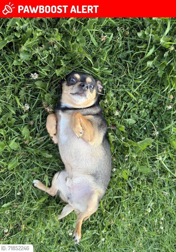 Lost Male Dog last seen st-jean sur le richelieu, Saint-Jean-sur-Richelieu, QC J2X 5P1