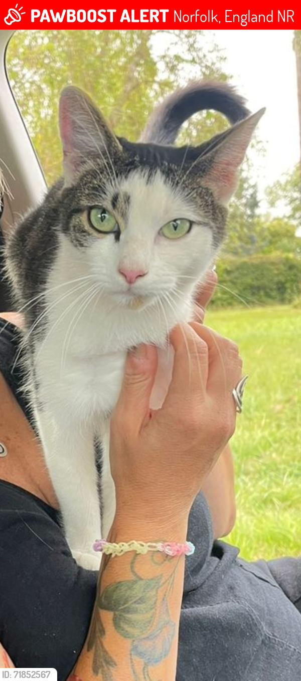 Lost Female Cat last seen The Green, Howe, Norwich, Norfolk, Norfolk, England NR15