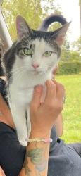 Lost Female Cat last seen The Green, Howe, Norwich, Norfolk, Norfolk, England NR15