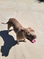 Found/Stray Female Dog last seen Farmington/ cottonwood/ California aqueduct, Hesperia, CA 92340