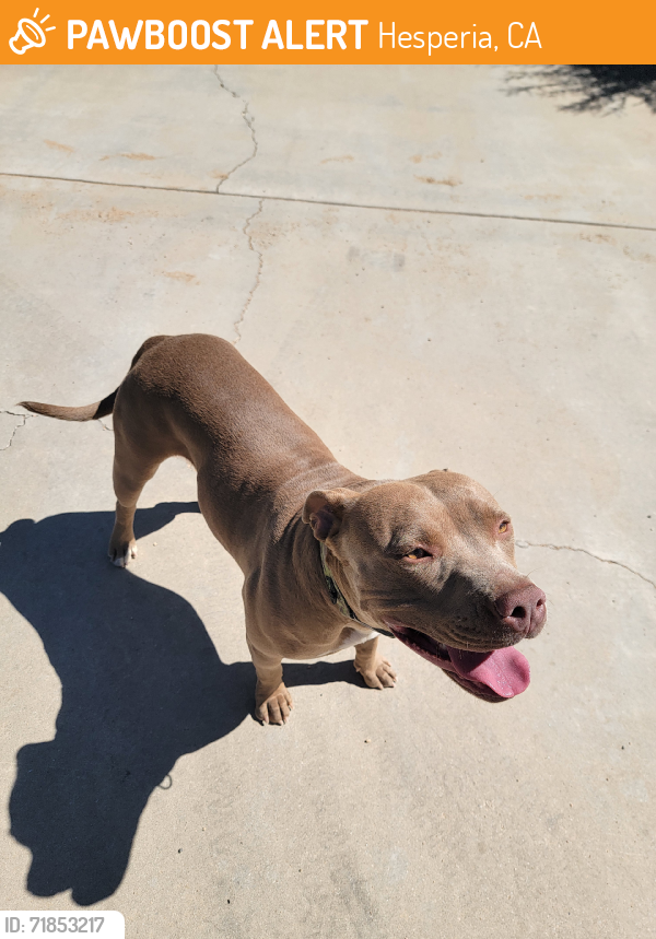 Found/Stray Female Dog last seen Farmington/ cottonwood/ California aqueduct, Hesperia, CA 92340