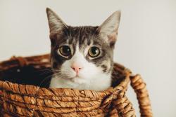 Lost Female Cat last seen W. Sequoia Spur, Georgetown, TX 78628