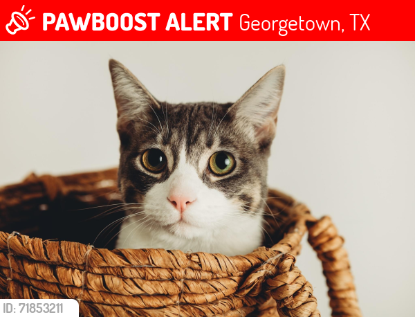Lost Female Cat last seen W. Sequoia Spur, Georgetown, TX 78628