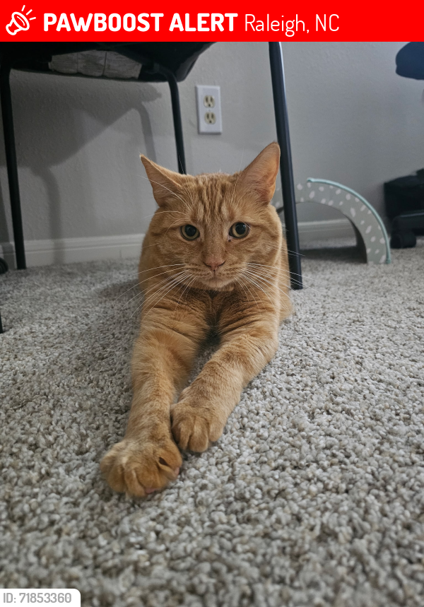 Lost Male Cat last seen Near Wolf Creek Circle & Hillsborough St., Raleigh, NC 27606