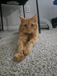 Lost Male Cat last seen Near Wolf Creek Circle & Hillsborough St., Raleigh, NC 27606