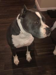 Lost Female Dog last seen San Augustine/Bruton, Dallas, TX 75227