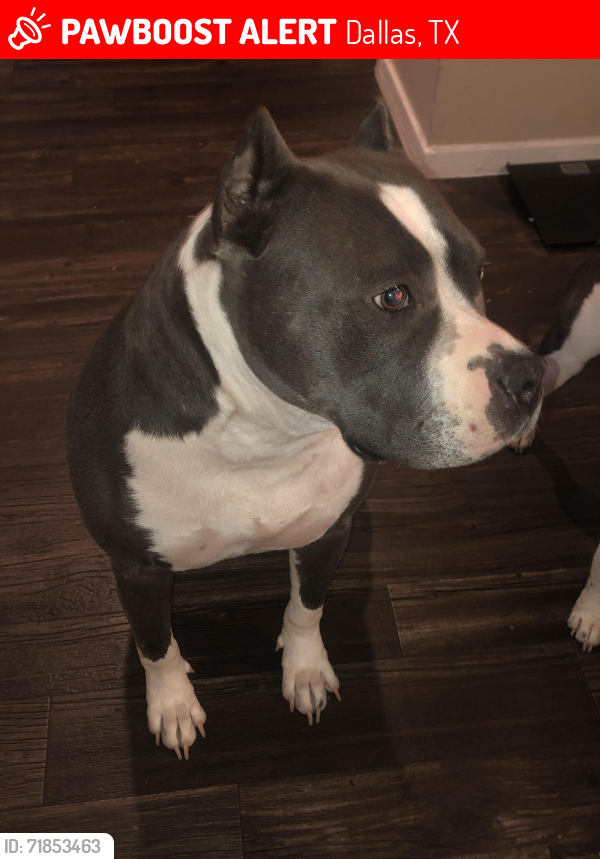 Lost Female Dog last seen San Augustine/Bruton, Dallas, TX 75227