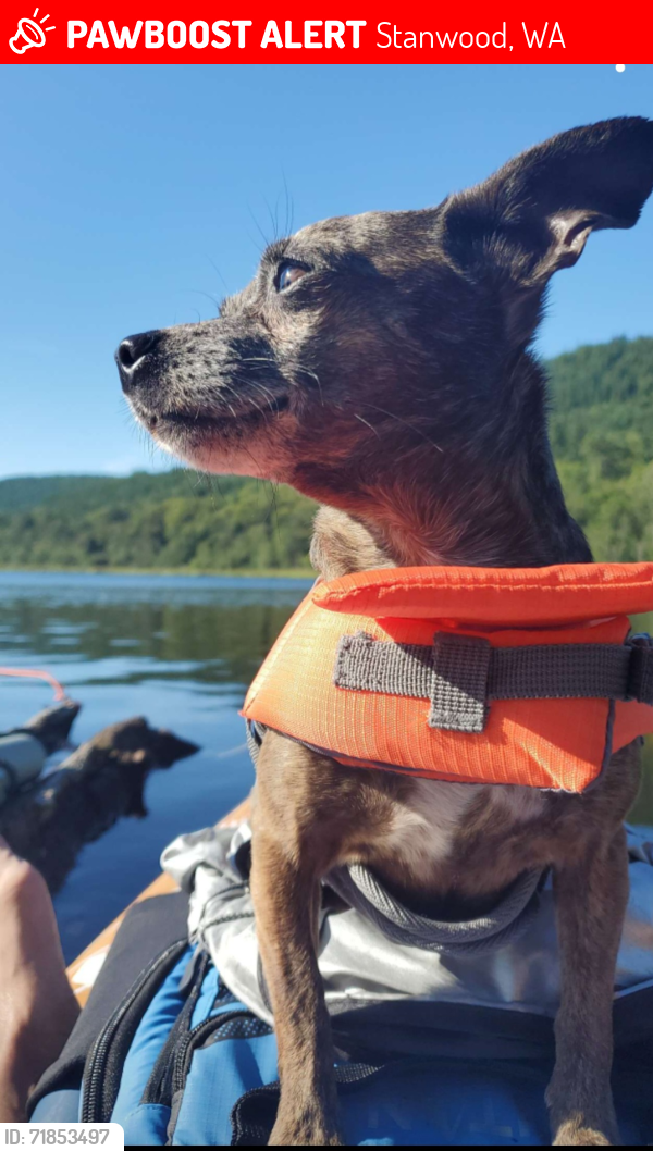 Lost Female Dog last seen Near Marine Dr, Stanwood, WA 98292, Stanwood, WA 98292