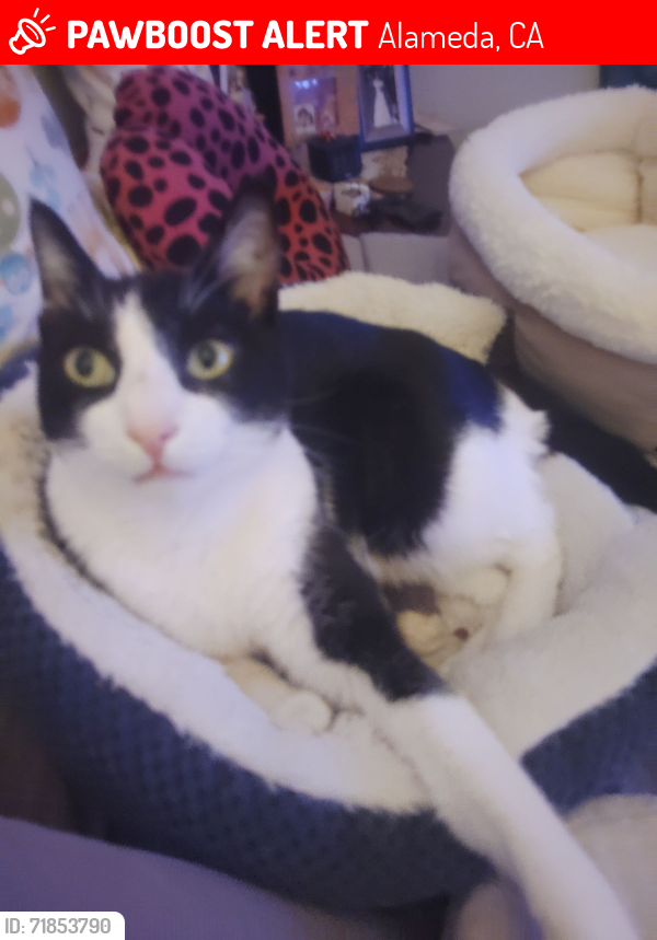 Lost Male Cat last seen Buena Vista and 5th street , Alameda, CA 94501