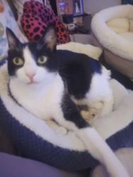 Lost Male Cat last seen Buena Vista and 5th street , Alameda, CA 94501