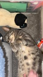 Lost Male Cat last seen Riverside Drive Cookstown bt80 9dh , Mid Ulster, Northern Ireland BT80 9DH