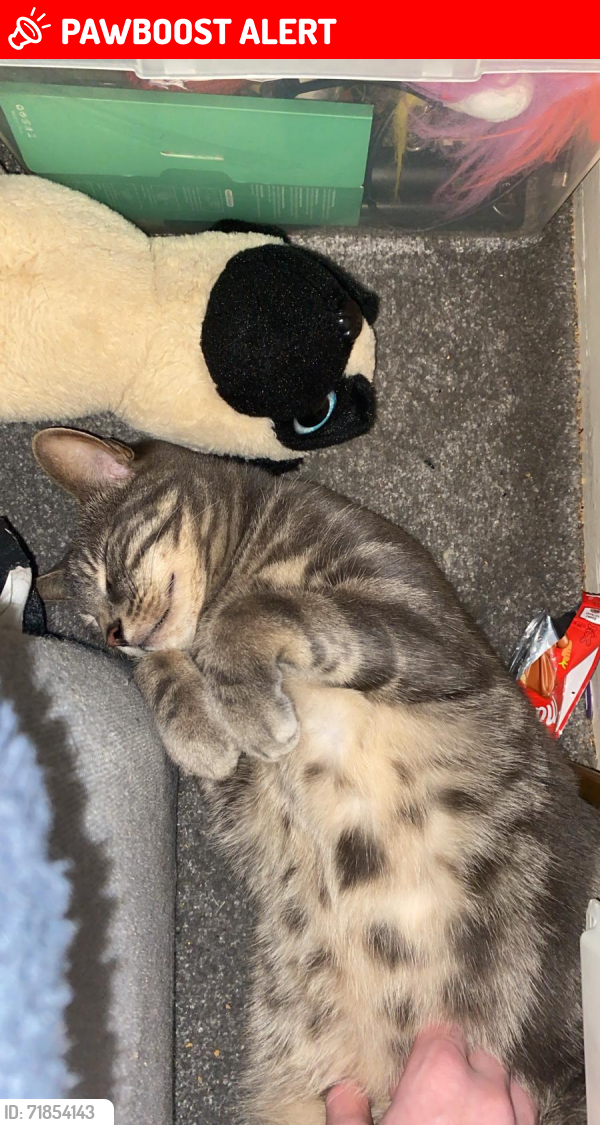 Lost Male Cat last seen Riverside Drive Cookstown bt80 9dh , Mid Ulster, Northern Ireland BT80 9DH