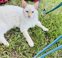 Lost Male Cat last seen Near Zion Church Rd Braselton , Braselton, GA 30517