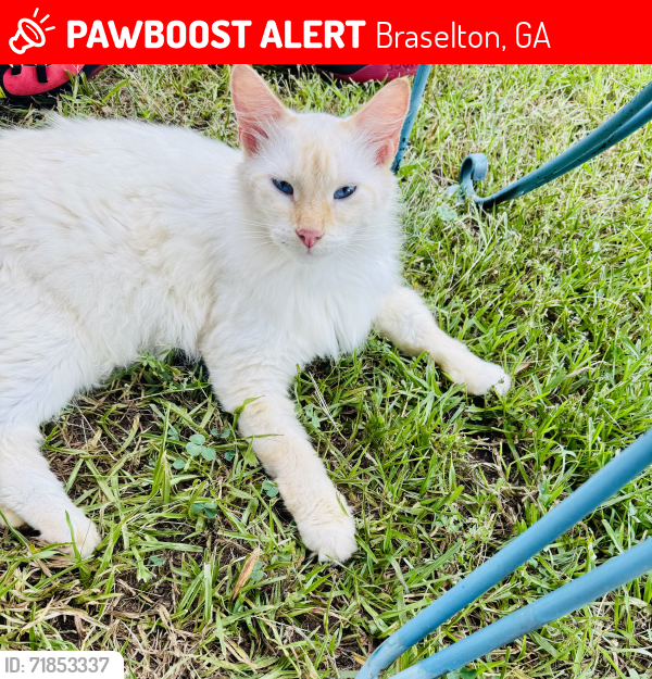 Lost Male Cat last seen Near Zion Church Rd Braselton , Braselton, GA 30517