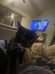 Lost Male Cat last seen Near Briarmoor ct, Orlando, FL 32837