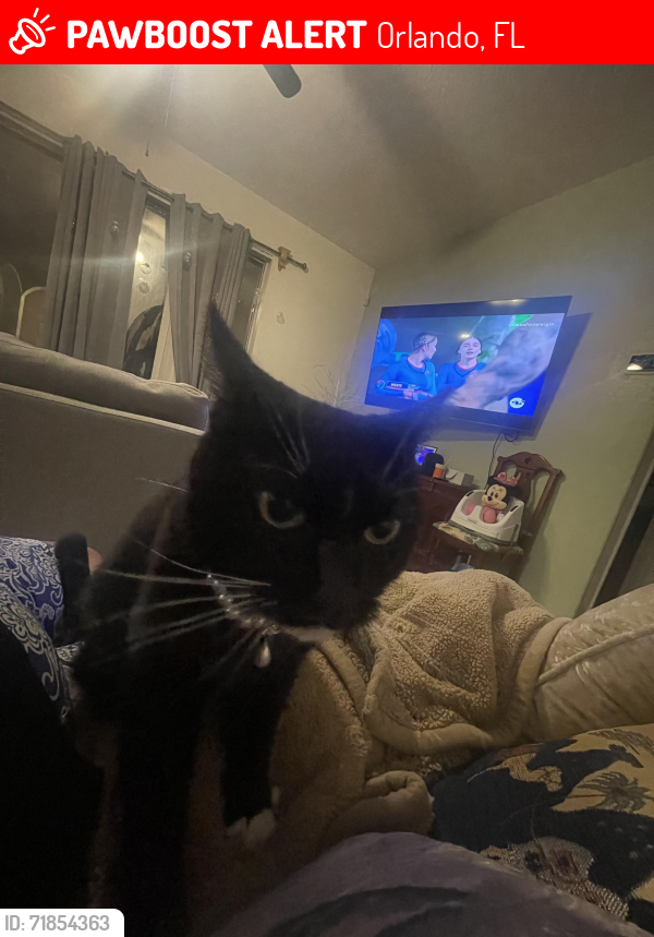 Lost Male Cat last seen Near Briarmoor ct, Orlando, FL 32837