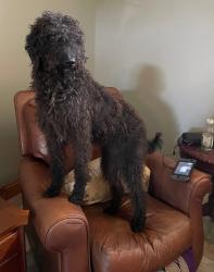 Lost Female Dog last seen LA Hwy 1050 and 1049, Kentwood, Louisiana 70444, Kentwood, LA 70444