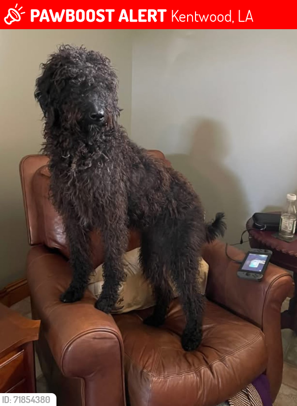 Lost Female Dog last seen LA Hwy 1050 and 1049, Kentwood, Louisiana 70444, Kentwood, LA 70444