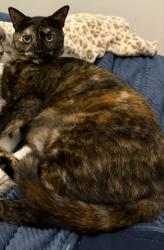 Lost Female Cat last seen Center of Joy Church, Fort Worth, TX 76120