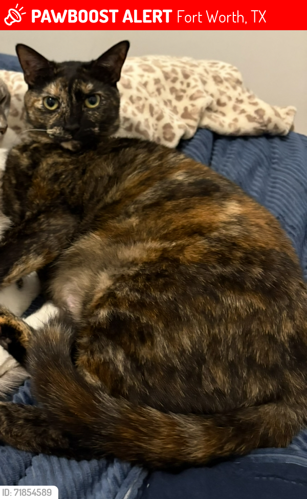 Lost Female Cat last seen Center of Joy Church, Fort Worth, TX 76120