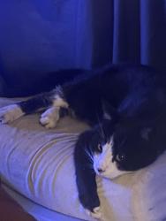 Lost Male Cat last seen 8th and Gibson everett wa, Everett, WA 98204