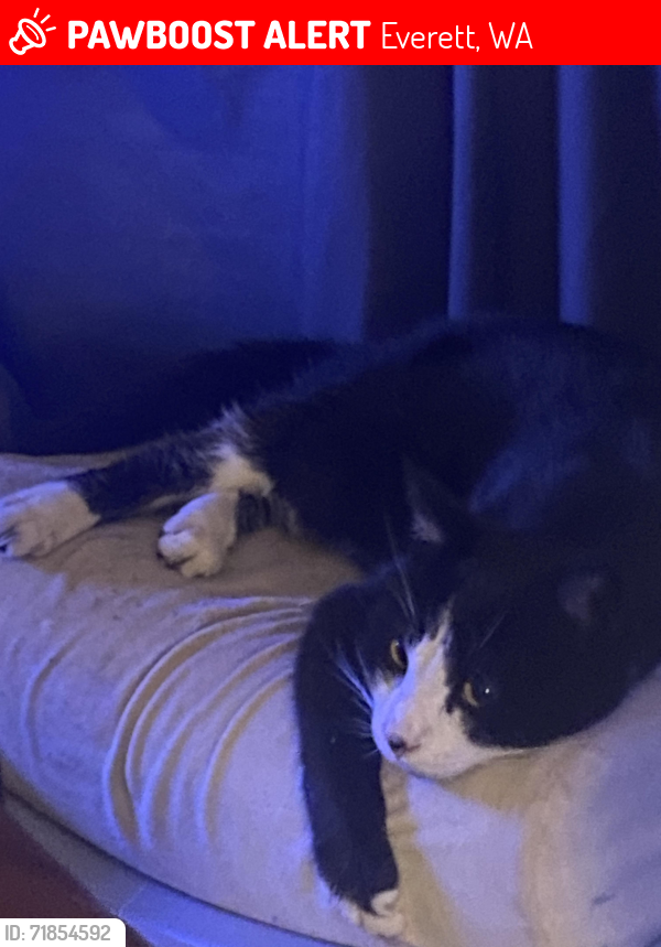 Lost Male Cat last seen 8th and Gibson everett wa, Everett, WA 98204