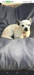 Reunited Male Dog last seen Avenue G, South Houston, TX 77587