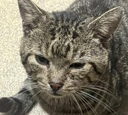Lost Male Cat last seen Rushmoor Road Holmewood , West Yorkshire, England BD4